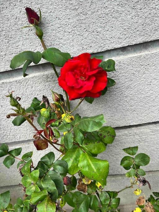 Gite De La Petite Fourmy Saint-Sulpice-les-Feuilles Kültér fotó